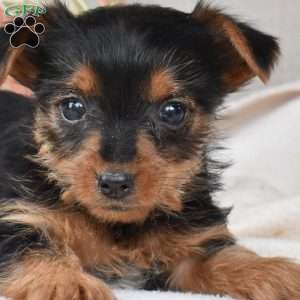 Sophie, Yorkie Puppy