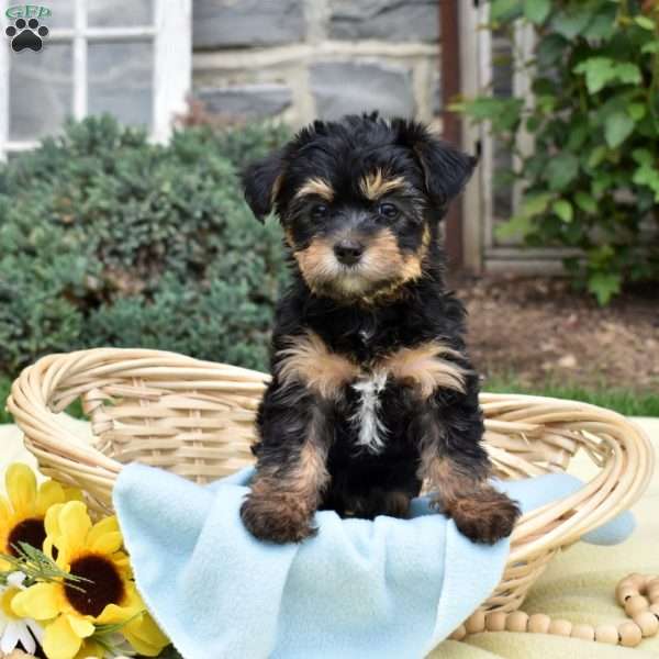 Sparkle, Havanese Mix Puppy