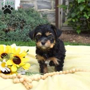 Sparkle, Havanese Mix Puppy