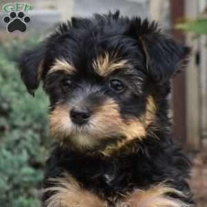 Sparkle, Havanese Mix Puppy
