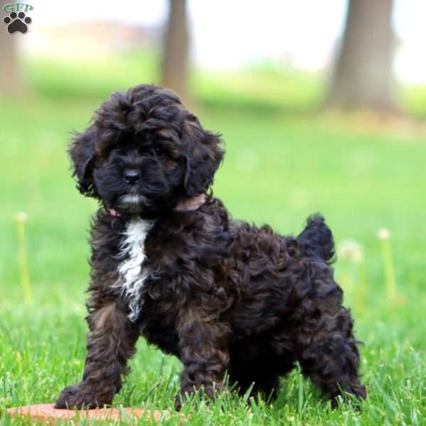 Sparkle, Cockapoo Puppy