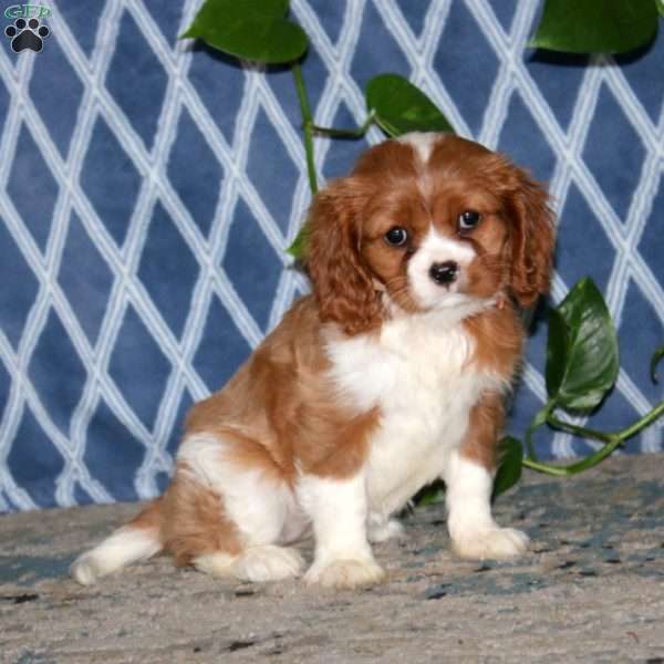 Sparkle, Cavalier King Charles Spaniel Puppy
