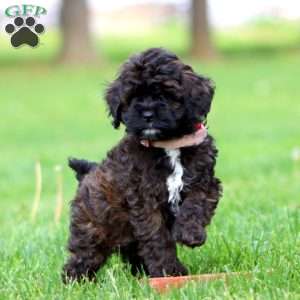 Sparkle, Cockapoo Puppy