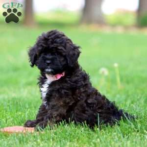 Sparkle, Cockapoo Puppy