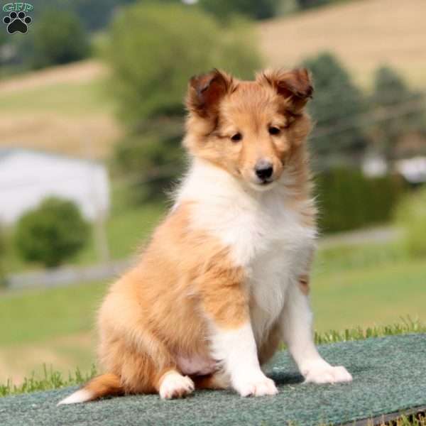 Spiffy, Sheltie Puppy