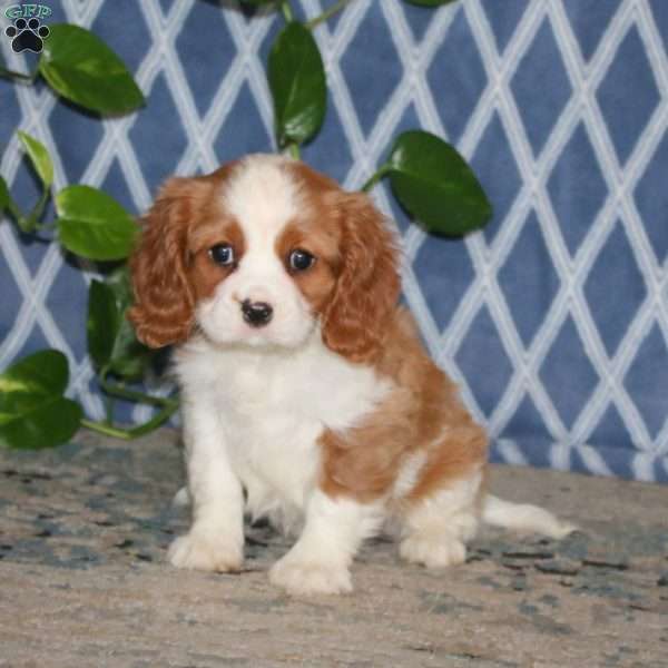 Spiffy, Cavalier King Charles Spaniel Puppy