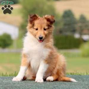 Spiffy, Sheltie Puppy