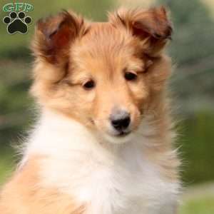 Spiffy, Sheltie Puppy