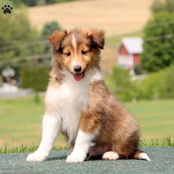 Splash, Sheltie Puppy