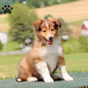 Splash, Sheltie Puppy