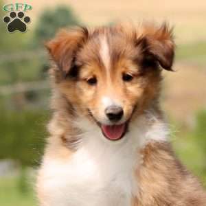 Splash, Sheltie Puppy