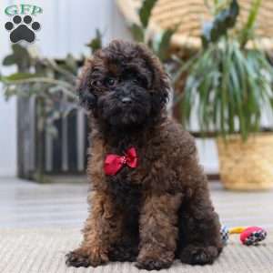 Sprout, Miniature Poodle Puppy