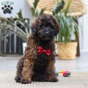 Sprout, Miniature Poodle Puppy