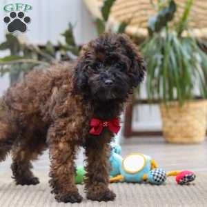 Sprout, Miniature Poodle Puppy