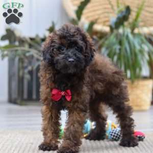 Sprout, Miniature Poodle Puppy