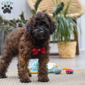 Sprout, Miniature Poodle Puppy