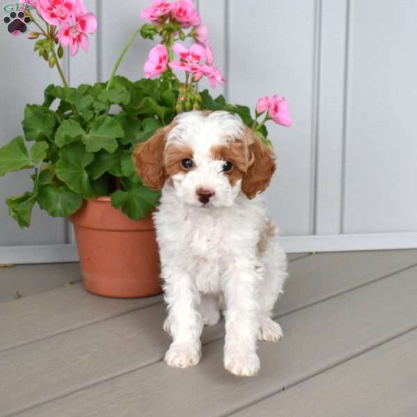 Sprout, Miniature Poodle Puppy