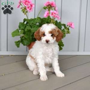 Sprout, Miniature Poodle Puppy