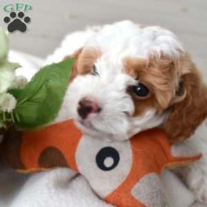 Sprout, Miniature Poodle Puppy