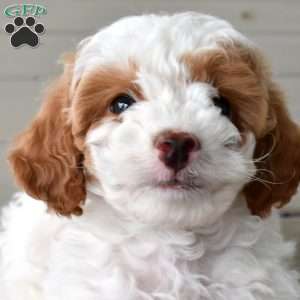 Sprout, Miniature Poodle Puppy