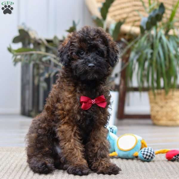 Sprout, Miniature Poodle Puppy