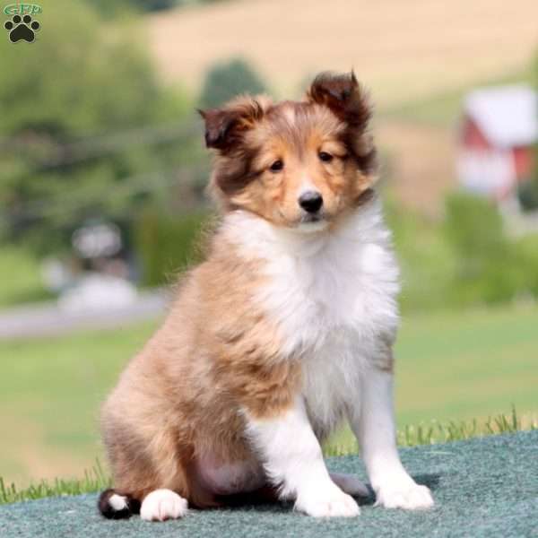 Stacy, Sheltie Puppy