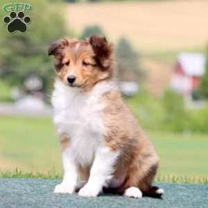 Stacy, Sheltie Puppy