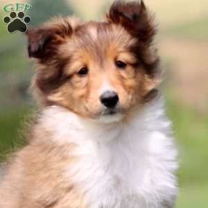 Stacy, Sheltie Puppy