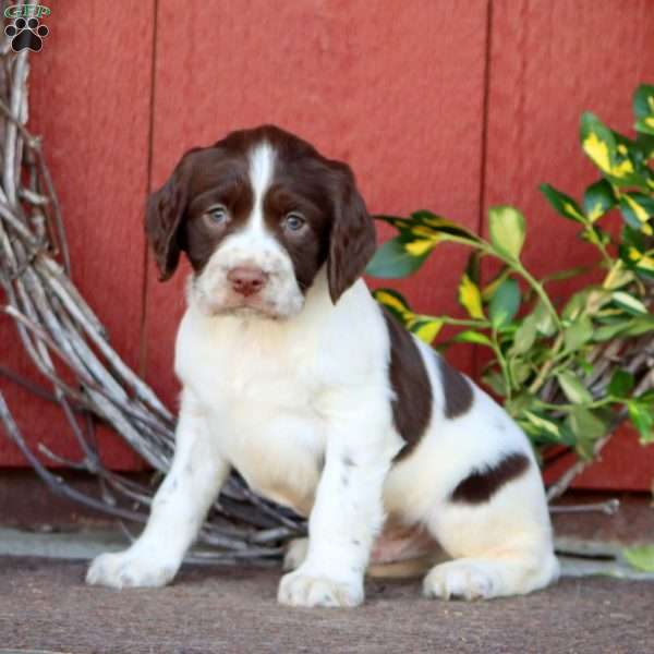 Starboy, English Springer Spaniel Puppy