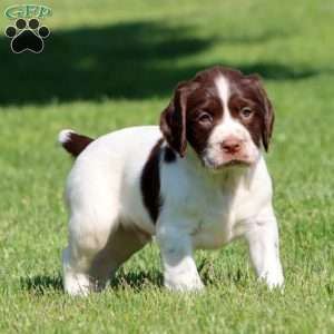 Starboy, English Springer Spaniel Puppy