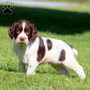 Starboy, English Springer Spaniel Puppy