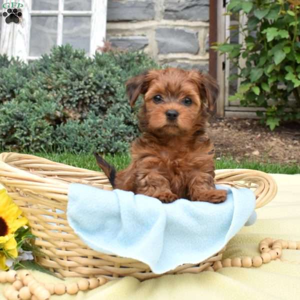 Starburst, Havanese Mix Puppy