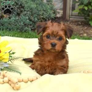 Starburst, Havanese Mix Puppy