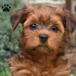 Starburst, Havanese Mix Puppy