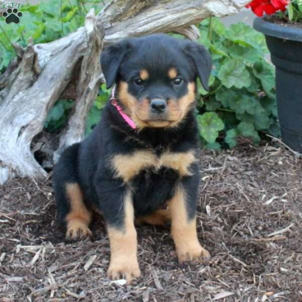 Stella, Rottweiler Puppy