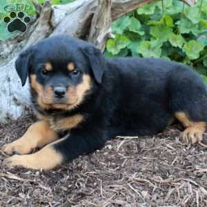 Stella, Rottweiler Puppy