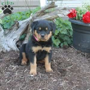 Stella, Rottweiler Puppy