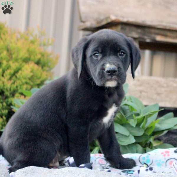 Sterling, Boxer Mix Puppy