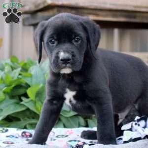 Sterling, Boxer Mix Puppy