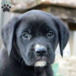 Sterling, Boxer Mix Puppy
