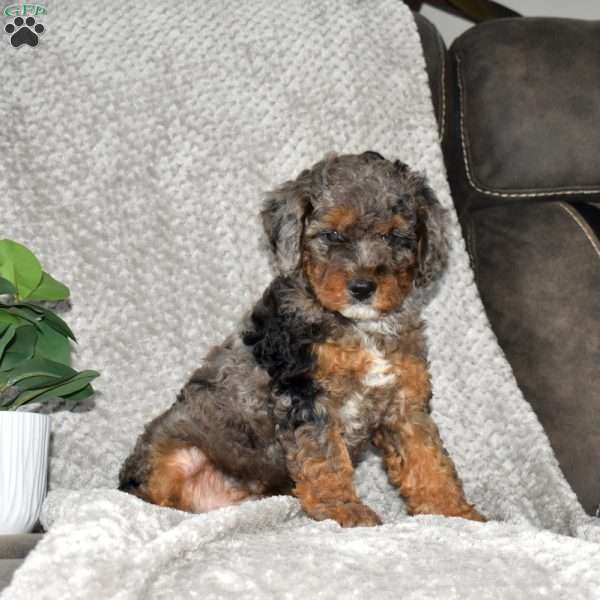 Steven, Mini Bernedoodle Puppy