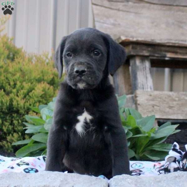 Steven, Boxer Mix Puppy