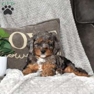 Steven, Mini Bernedoodle Puppy