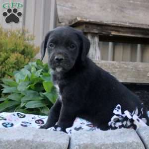 Steven, Boxer Mix Puppy