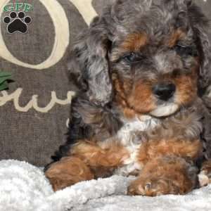 Steven, Mini Bernedoodle Puppy
