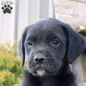 Steven, Boxer Mix Puppy