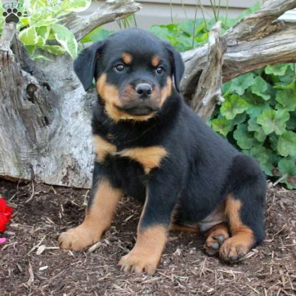 Stevie, Rottweiler Puppy