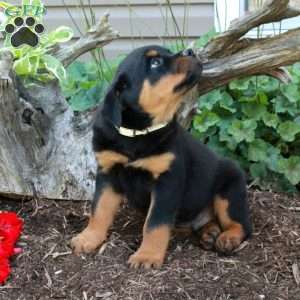Stevie, Rottweiler Puppy