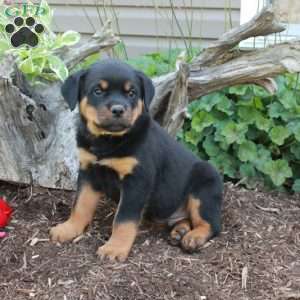 Stevie, Rottweiler Puppy