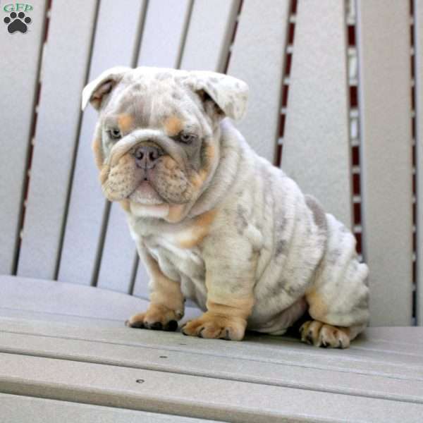 Stewie, English Bulldog Puppy